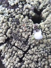 Cladonia botrytes