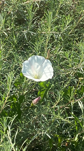 iNaturalist observation photo of coast morning glory