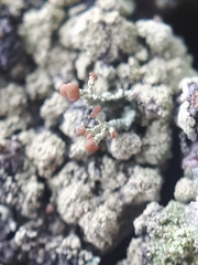 Cladonia botrytes