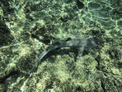 Whitetip Reef Shark