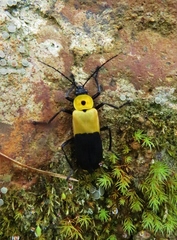 Chauliognathus heros