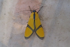 Ormetica ameoides