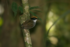 Conopophaga melanops