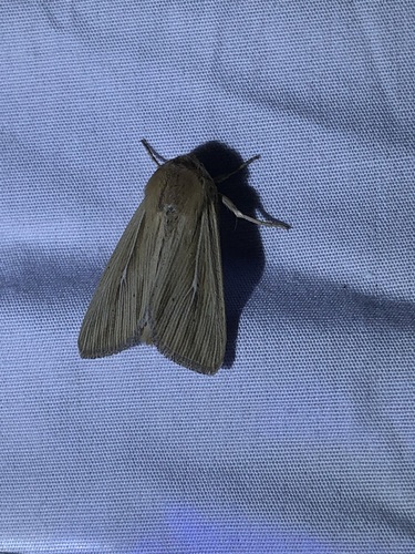 Many-lined Wainscot photo 3