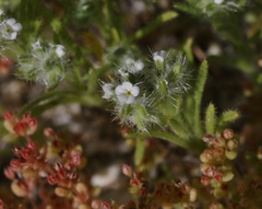 Cryptantha maritima