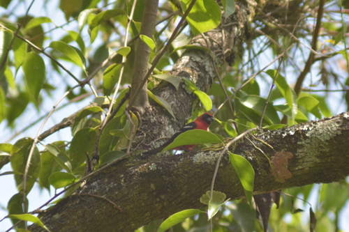 White-winged Tanager (Piranga leucoptera), photo 7