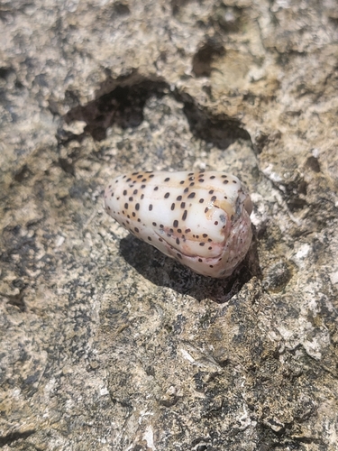 Conus pulicarius, 2026-04-19