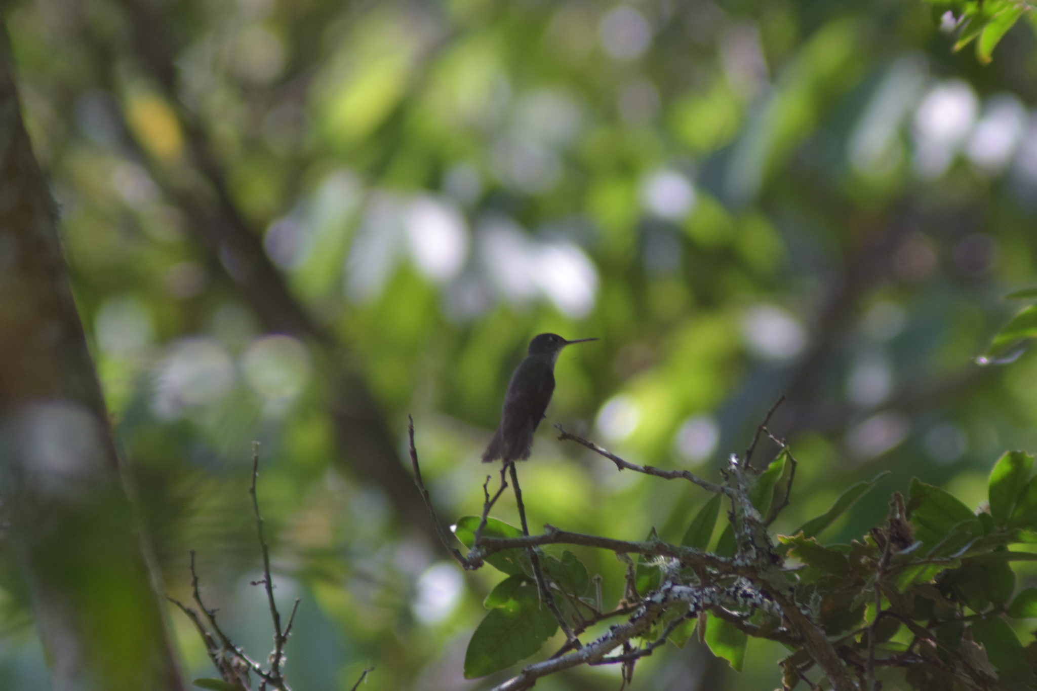 Azure-crowned Hummingbird (Saucerottia cyanocephala), photo 5