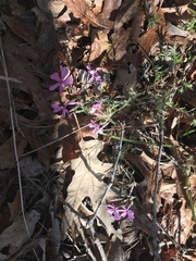 Phlox nivalis
