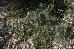 Cryptantha maritima