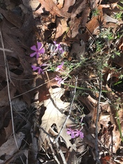 Phlox nivalis