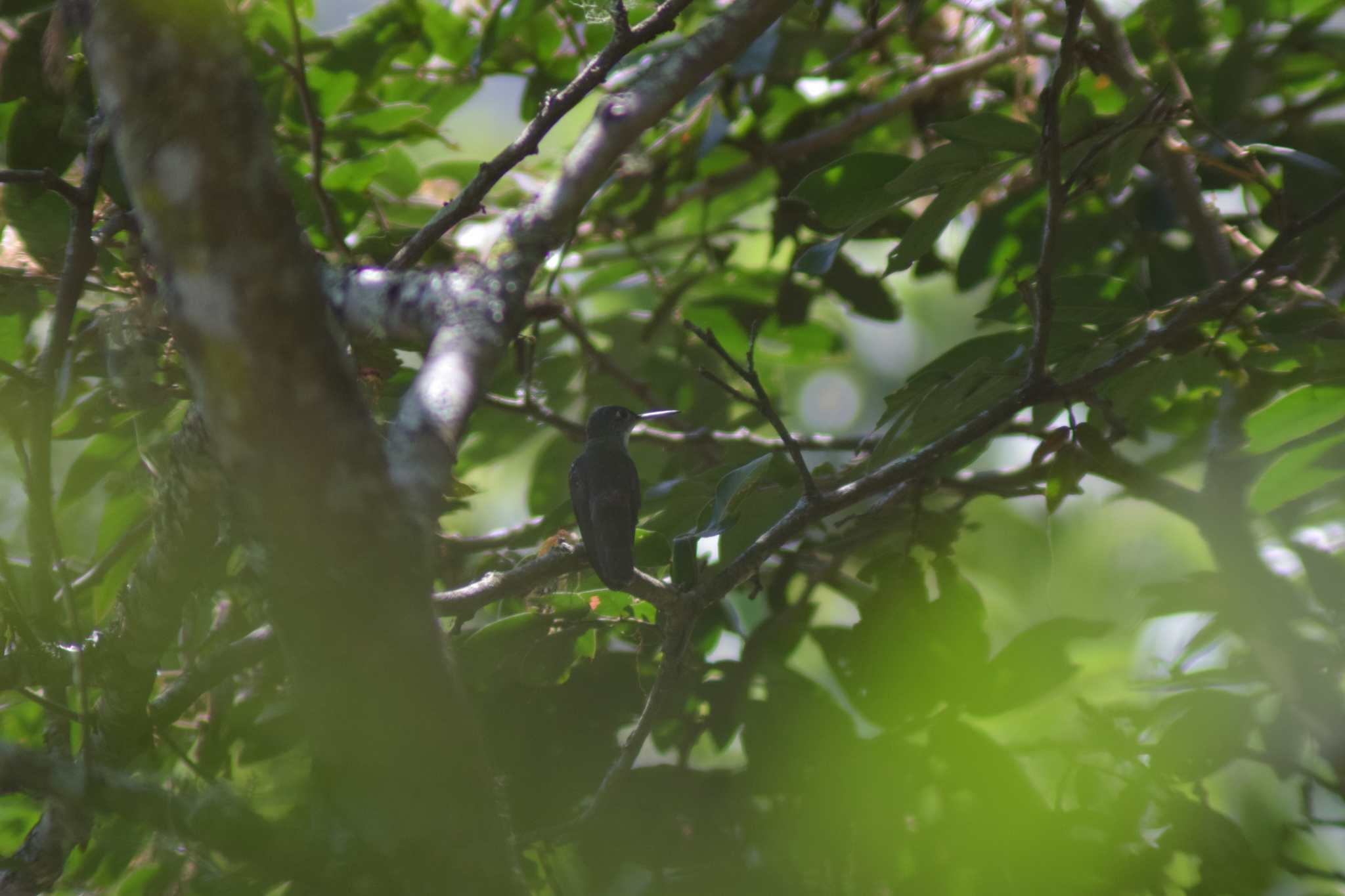 Azure-crowned Hummingbird (Saucerottia cyanocephala), photo 6