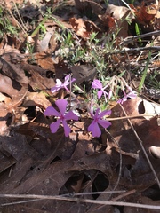 Phlox nivalis