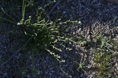 Pectocarya peninsularis