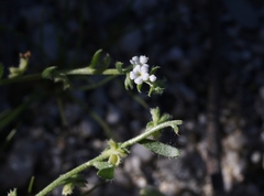 Pectocarya peninsularis