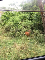 Tragelaphus scriptus bor