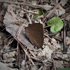 Deudorix epijarbas