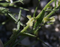 Pectocarya peninsularis