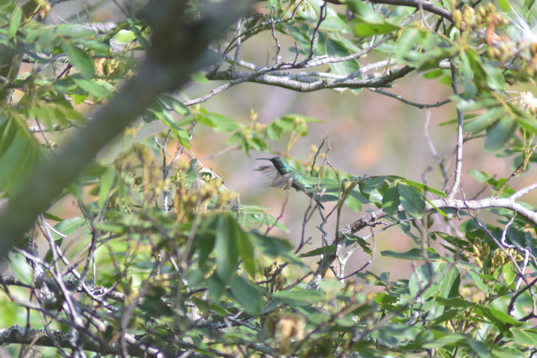 Mexican Violetear (Colibri thalassinus), photo 2