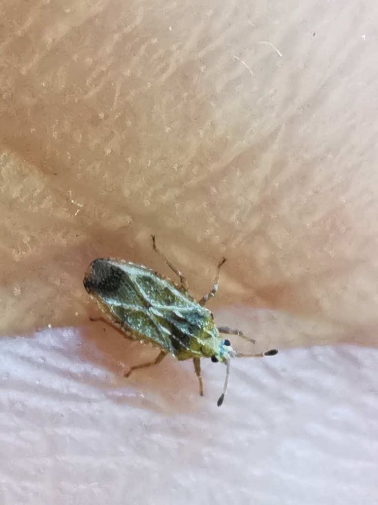 Tingis geniculata