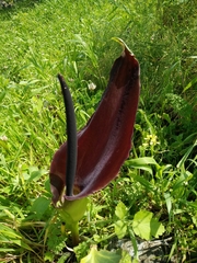 Arum palaestinum