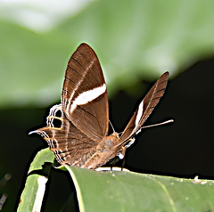 Abisara