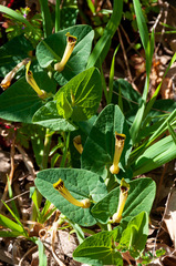 Aristolochia paucinervis
