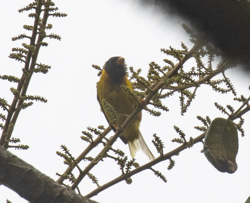 Oriole Finch (Linurgus olivaceus), photo 6