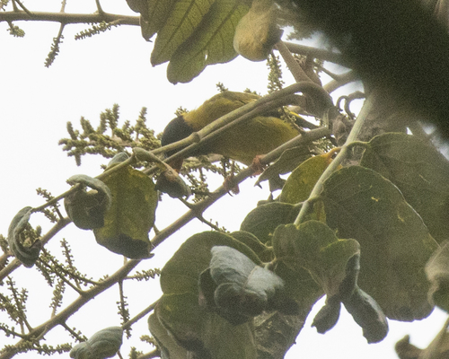 Oriole Finch (Linurgus olivaceus), photo 3