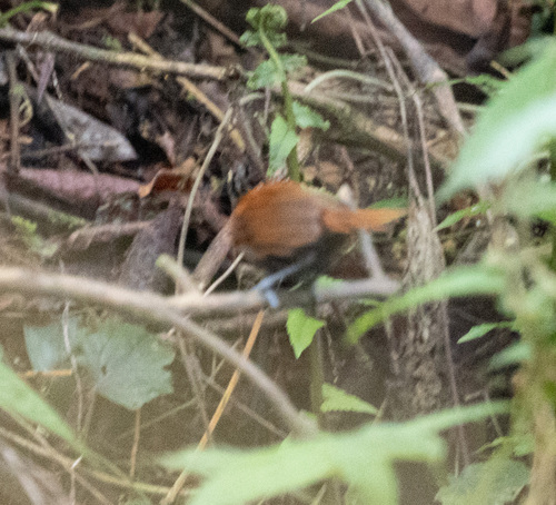 Black-faced Rufous Warbler (Bathmocercus rufus), photo 1