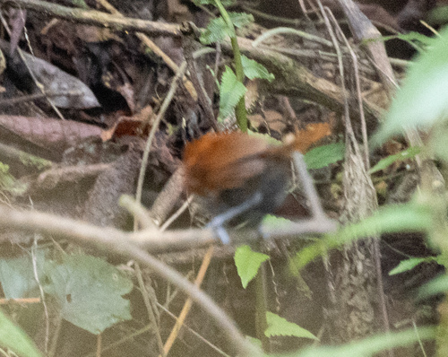 Black-faced Rufous Warbler (Bathmocercus rufus), photo 2