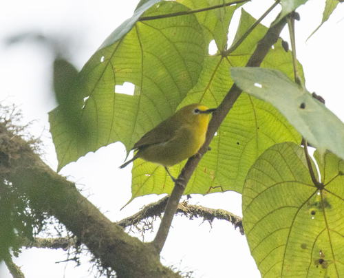 Forest White-eye (Zosterops stenocricotus), photo 5