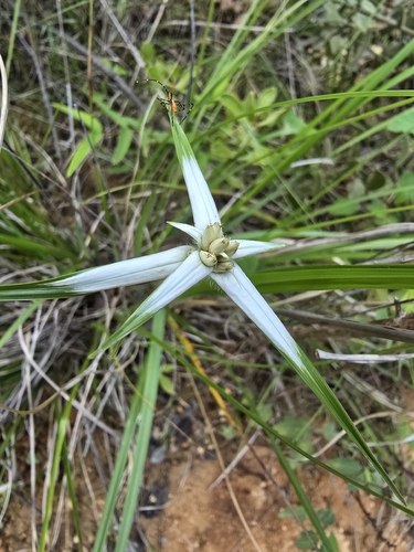 yerba de estrella