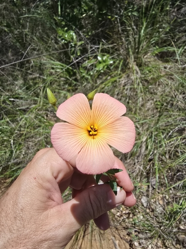Piriqueta duarteana