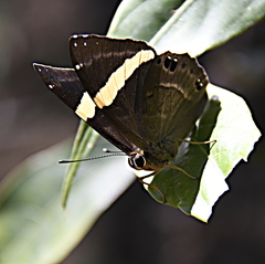 Abisara fylla