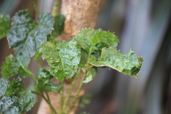 Polyscias guilfoylei