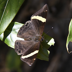 Abisara fylla