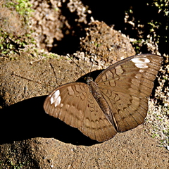 Adoliadini