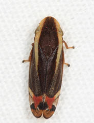 Microsargane vittata