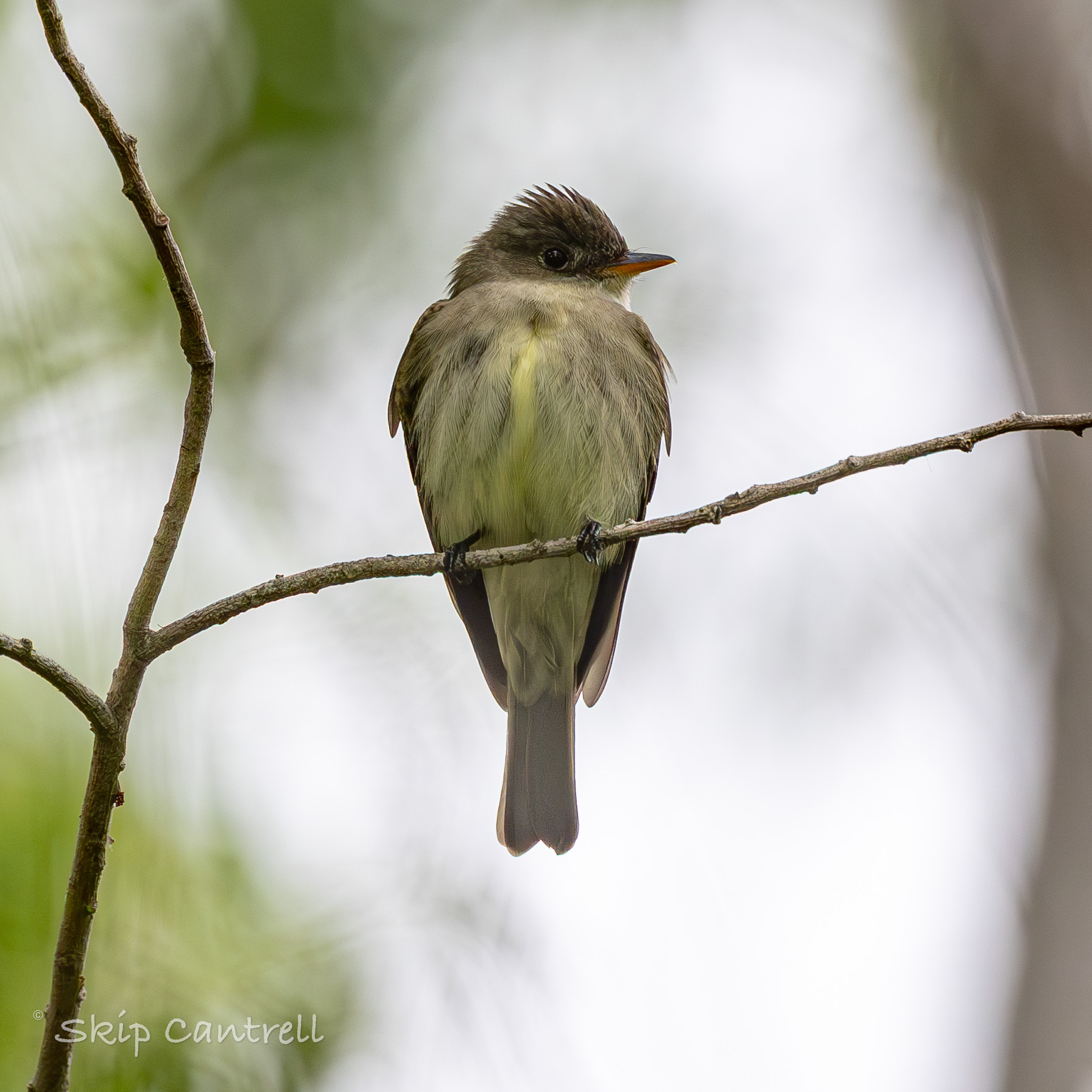 Eastern Wood Pewee (Contopus virens), photo 4