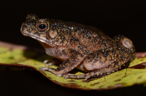 French Congo Toad, Sclerophrys gracilipes
