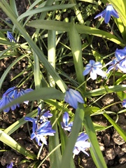 Scilla siberica