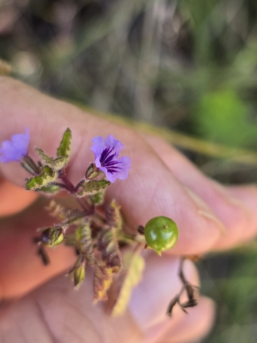 Tamonea spicata