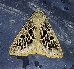 Herminodes tessellata