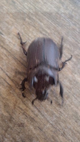 Coelosis bicornis