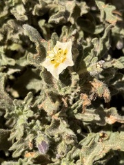 Chamaesaracha sordida