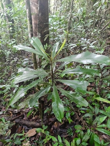 Rhabdodendron amazonicum (Rhabdodendron amazonicum)