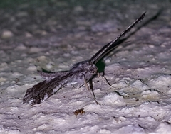 Macrosoma conifera
