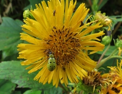 Diabrotica decempunctata