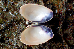 Asaphis violascens